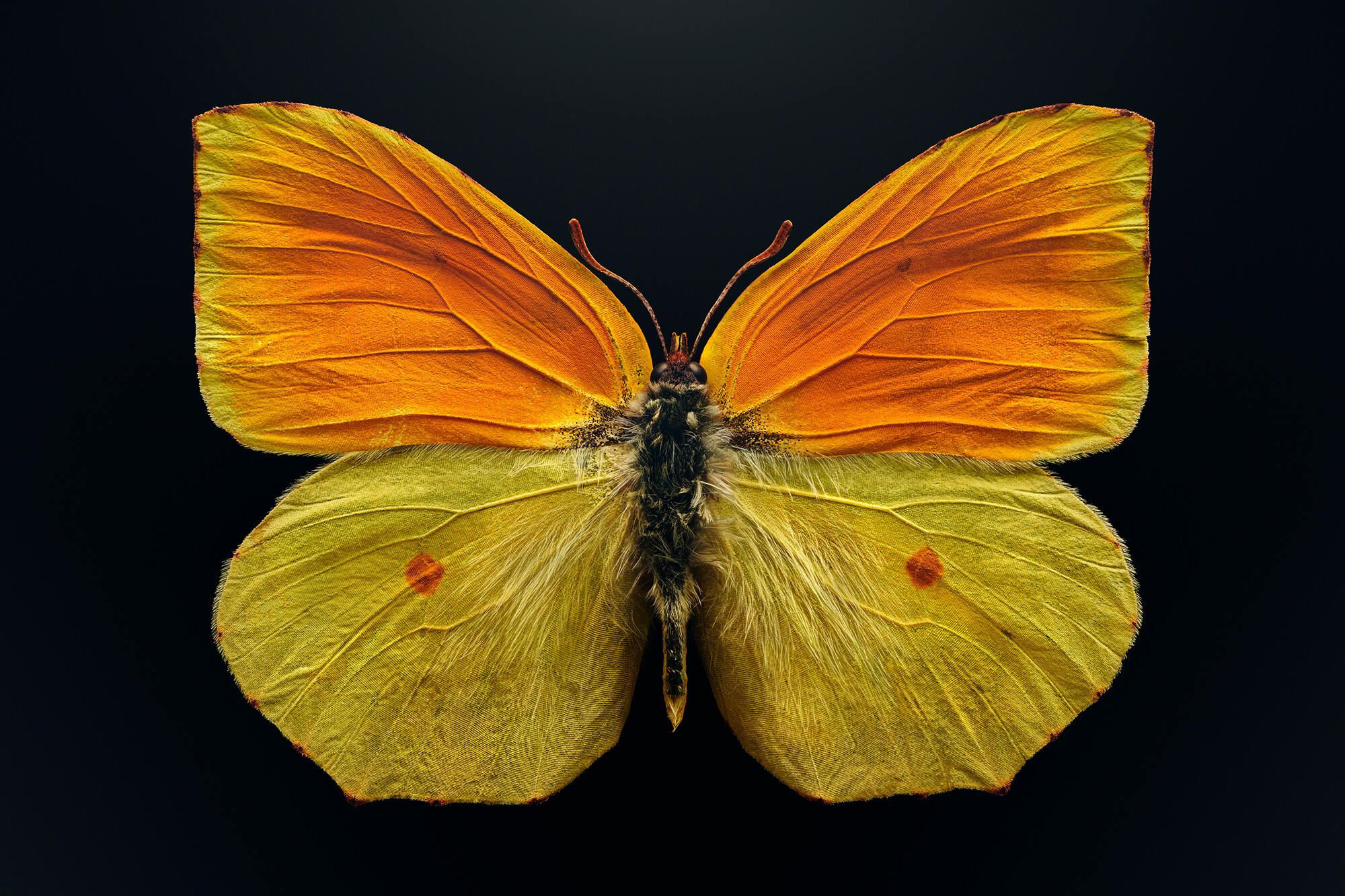 Macro photographer Levon Biss’ big bug pictures magnify tiny species’ oversized impact