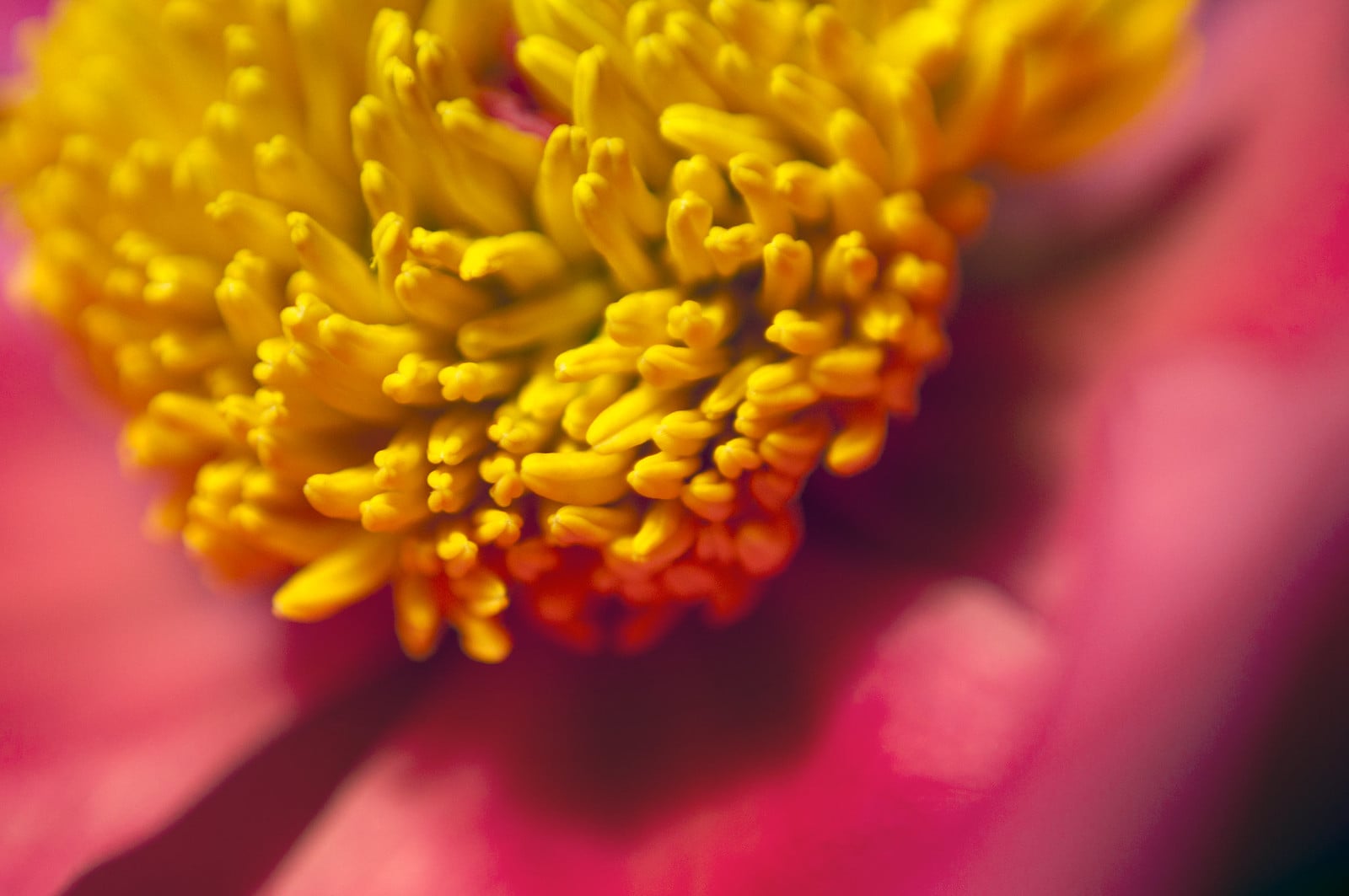 The devil’s in the details: Show us your best macro shots