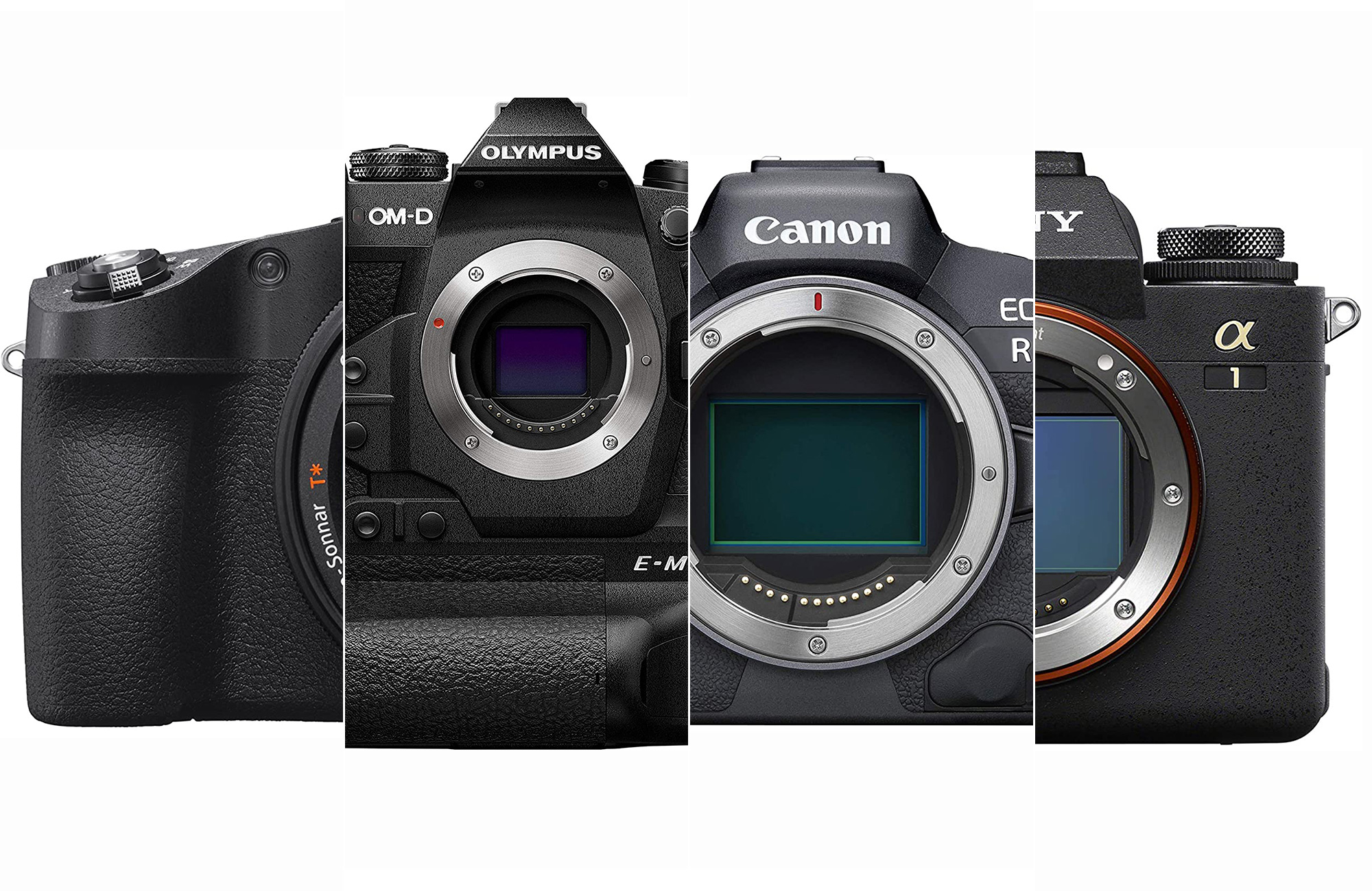 The best cameras for wildlife photography in 2023