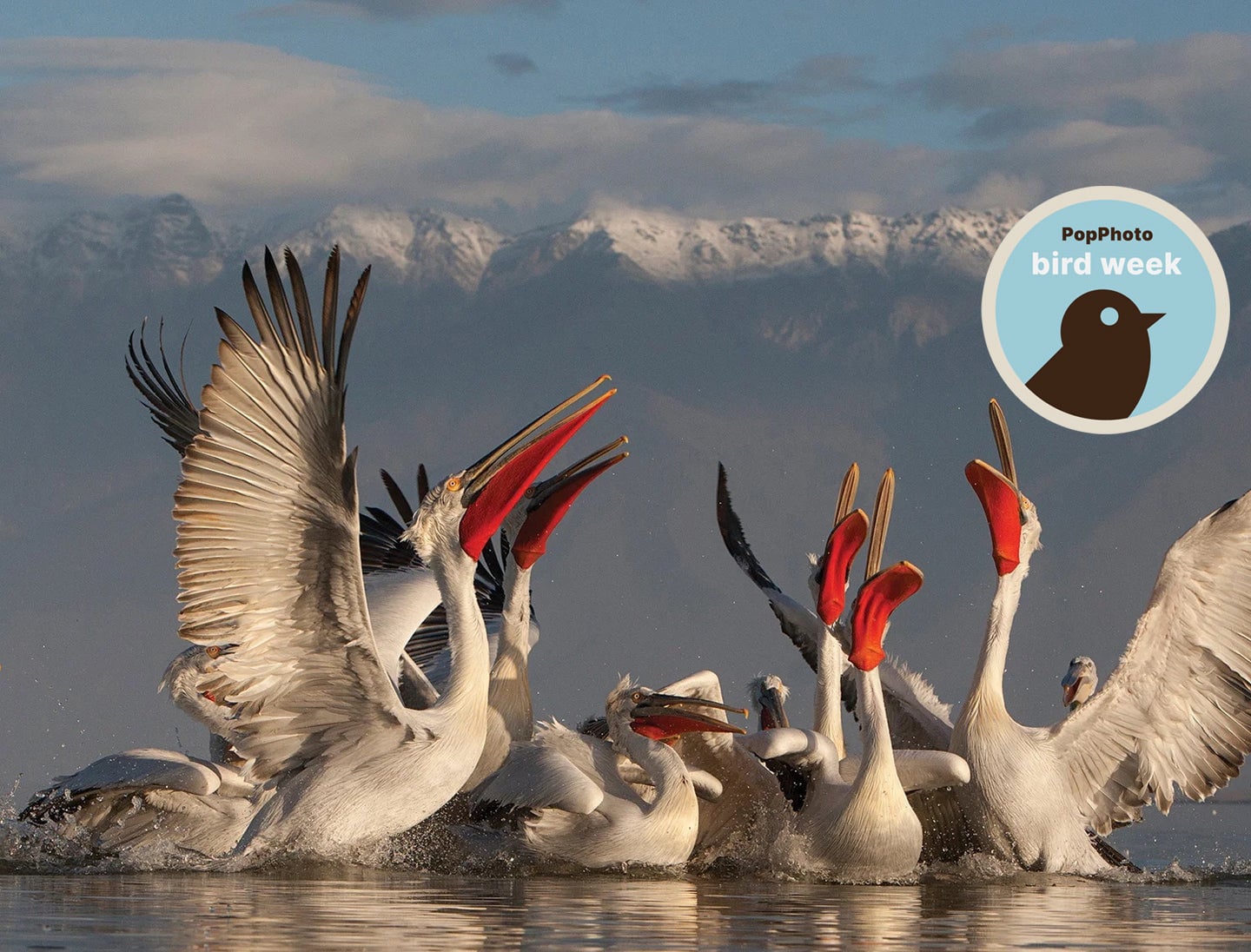 Birds of a feather: Show us your best avian photography