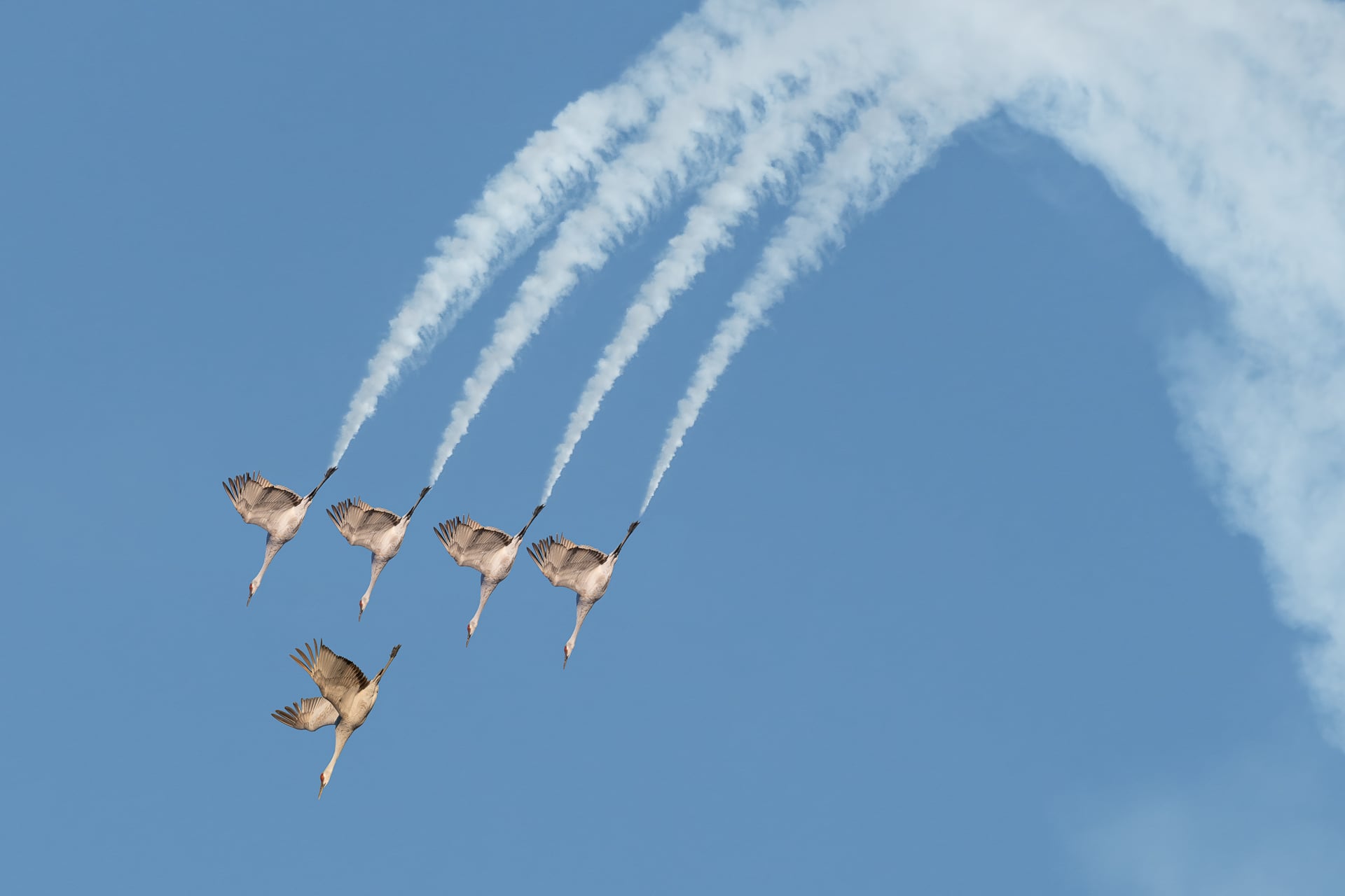 From majestic migrations to bullish brawls, these are the Bird Photographer of the Year winners