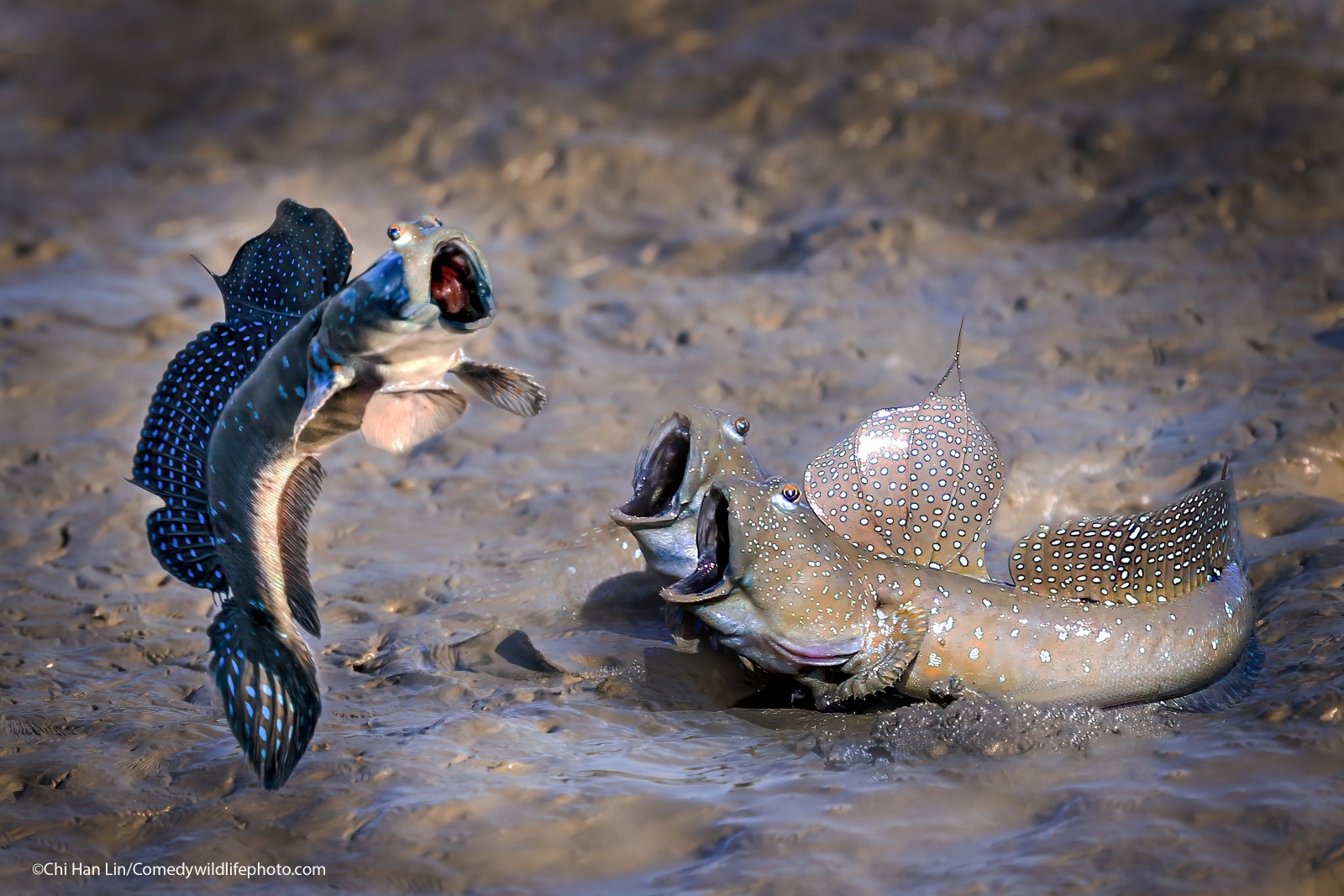 These are the funniest wildlife photos of 2021