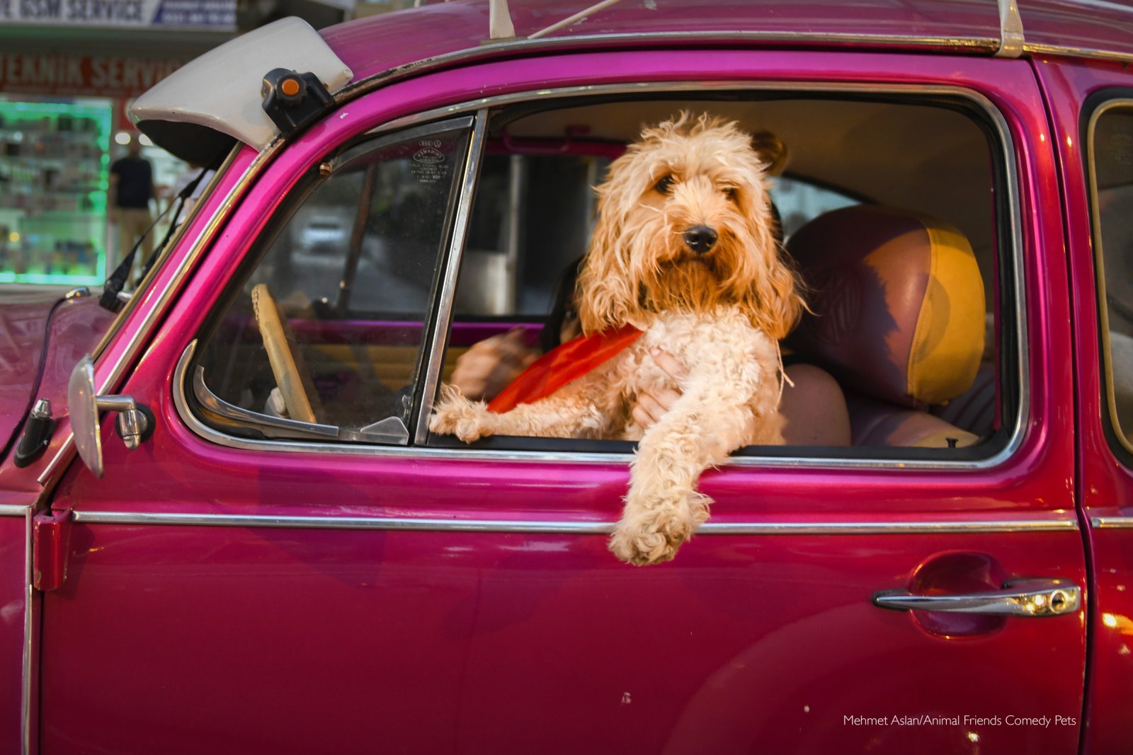 We can’t stop laughing at these hilarious pet photos
