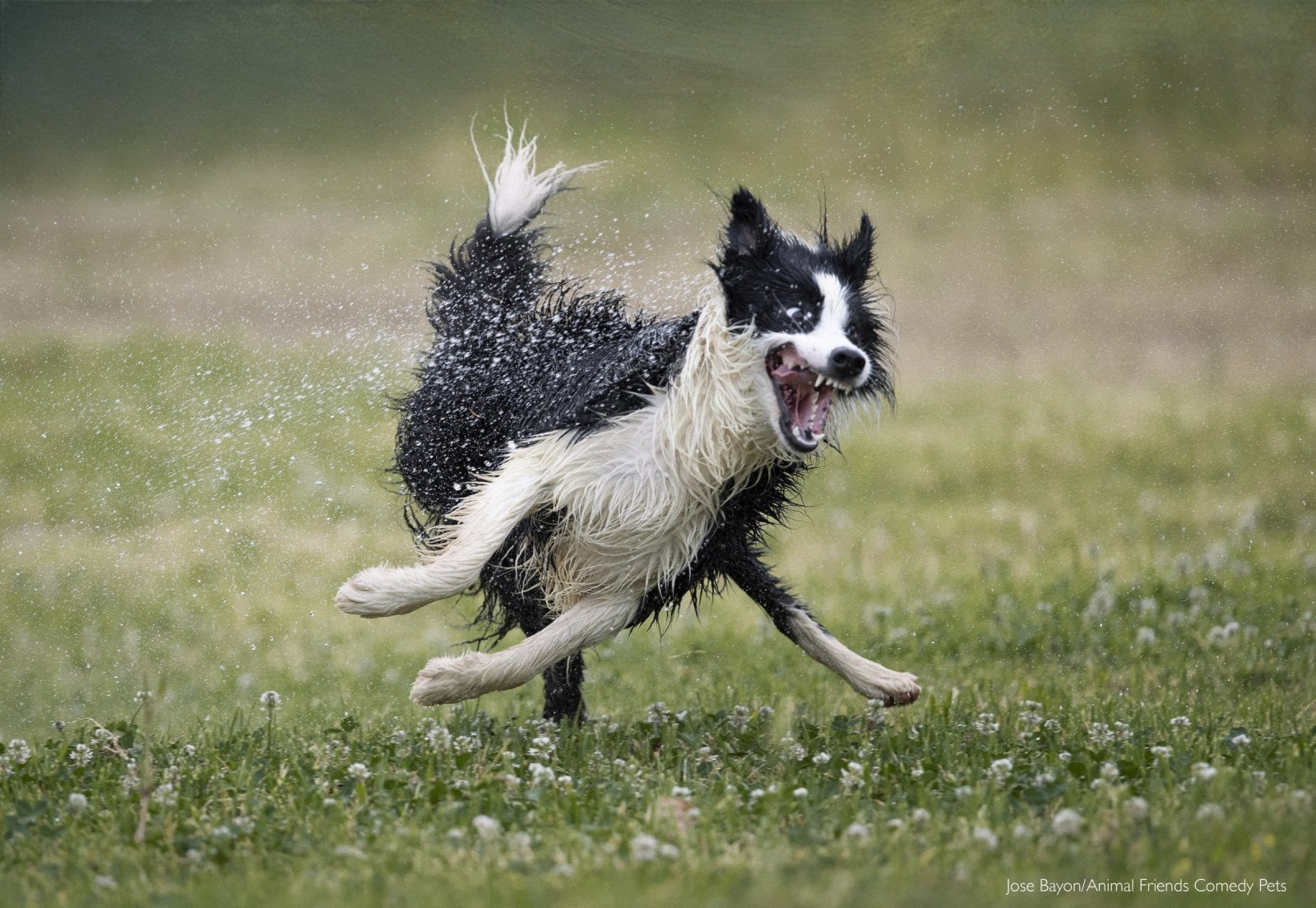 Laugh it up fuzzball – the year’s funniest pet photos