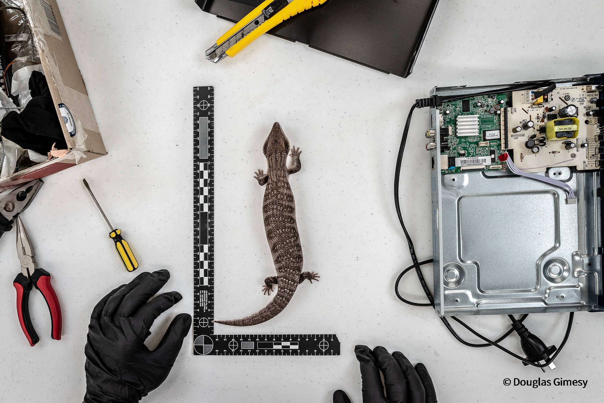Crikey! Critters large and small rule Australian Geographic’s 2021 photo awards