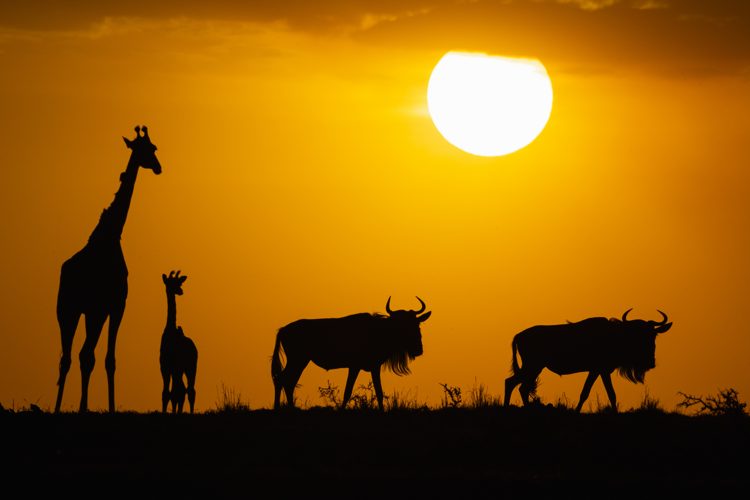Wildlife photographer David duChemin on finding your voice