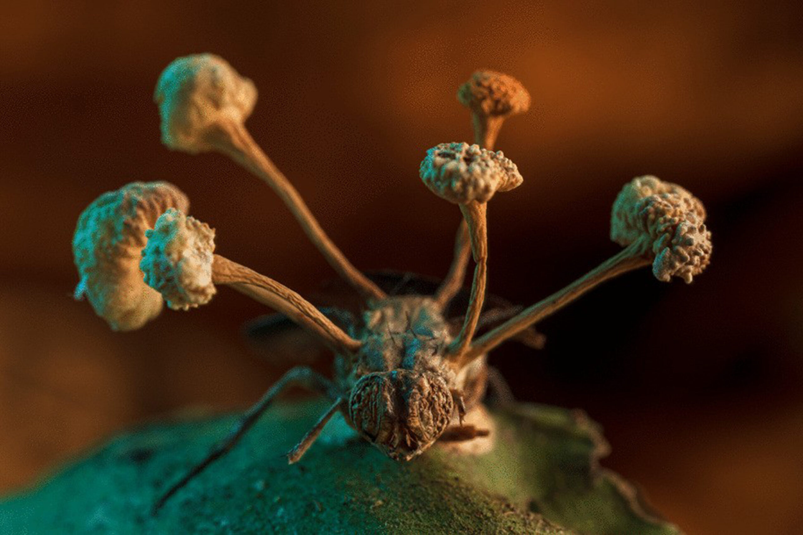 Parasitic zombie fungus takes first prize in BMC Ecology & Evolution photo competition