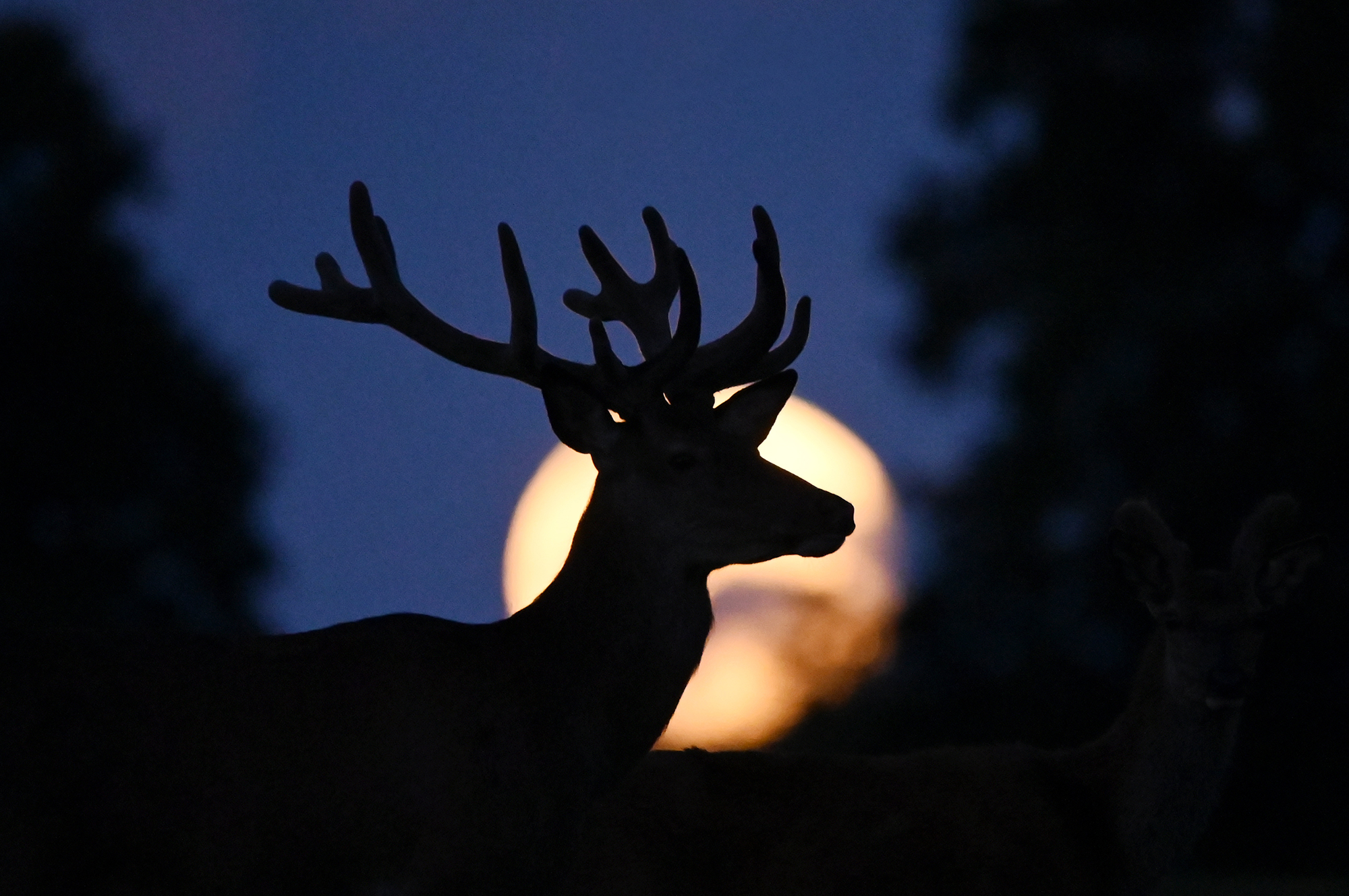 Catch a Buck Moon, luminous Venus, and more in the sky this July
