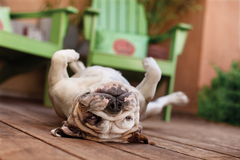 Tips for taking great photos of dogs