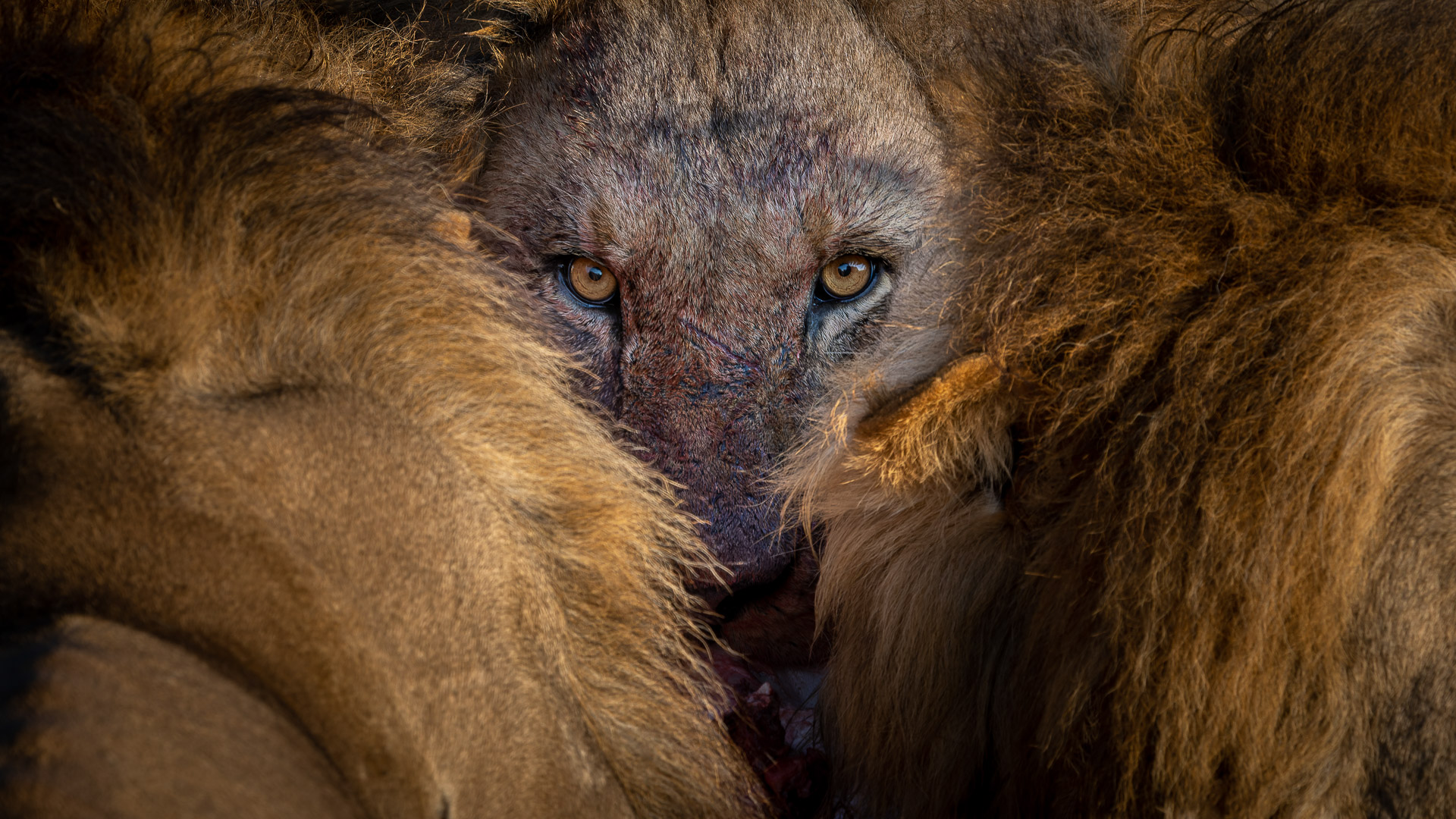 Into the wild: a selection of the year’s best nature photos