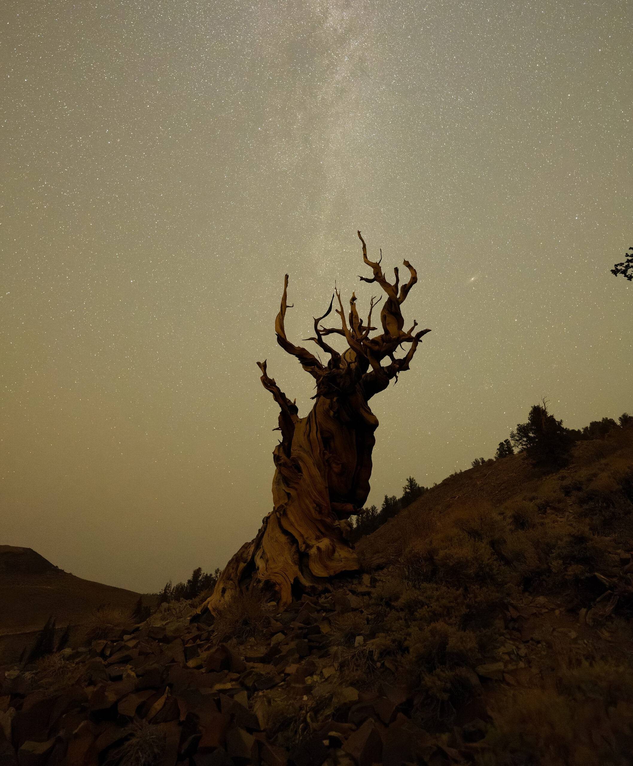 Preprocess Raw files with machine learning for cleaner-looking photos