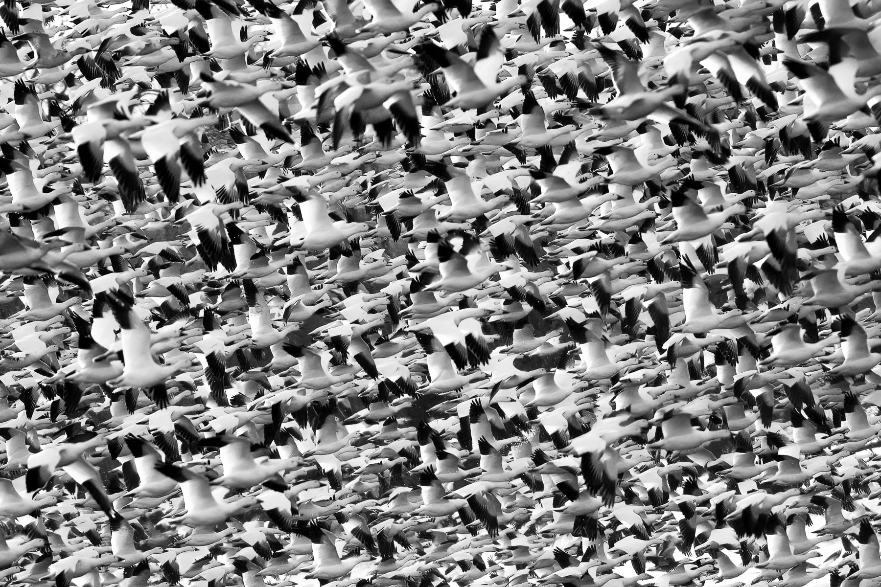 More, more, more! Our favorite reader-submitted photos of chaos