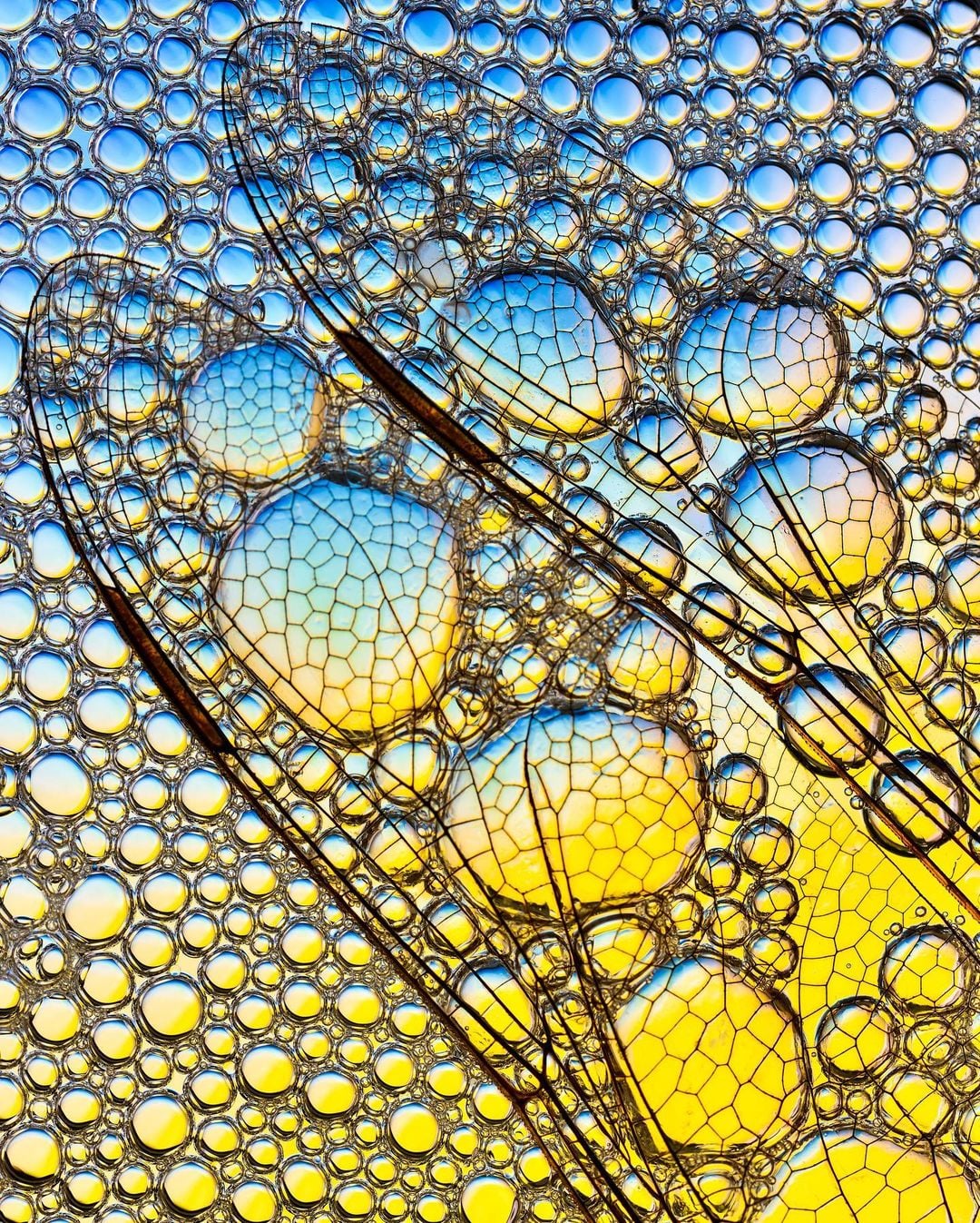 Honey, I shrunk the kids: Our favorite reader-submitted macro images