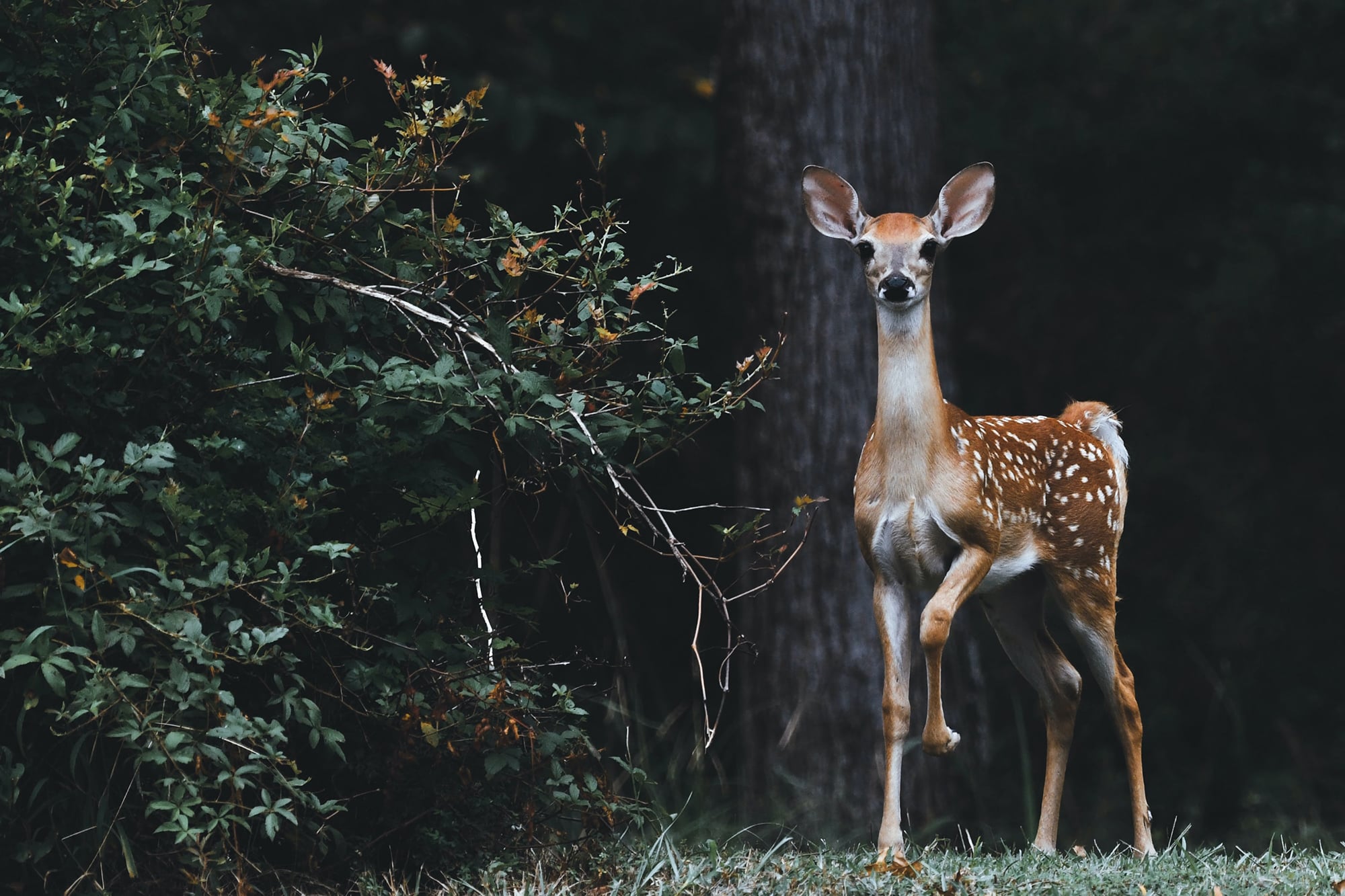 The best trail cameras of 2023