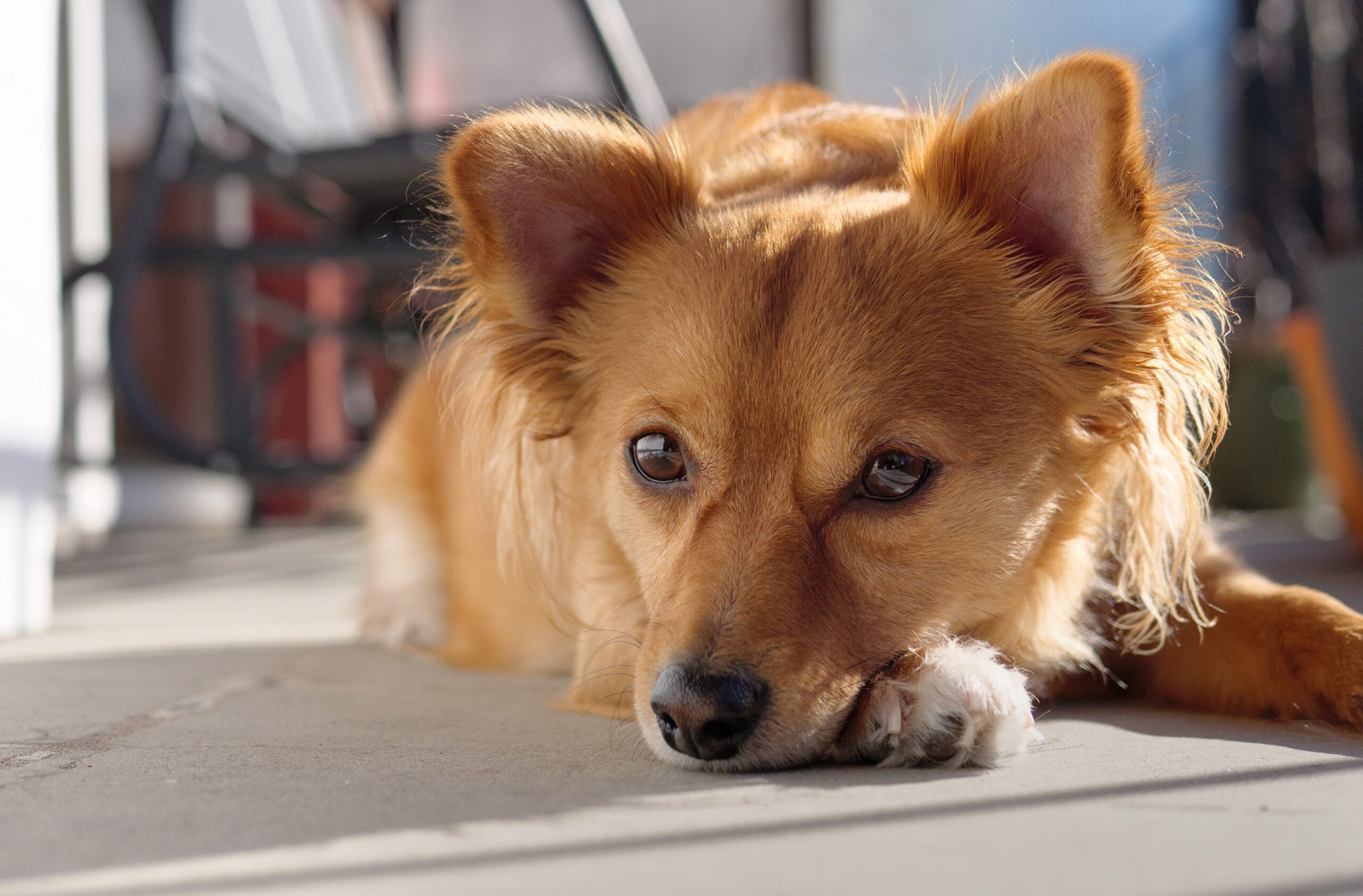 Scales, feathers, or fuzz: Show us your best pet portraits