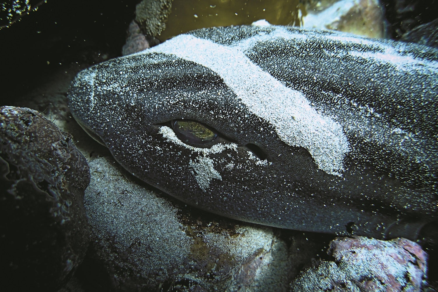 Wild underwater photos captured by freedivers off the coast of South Africa