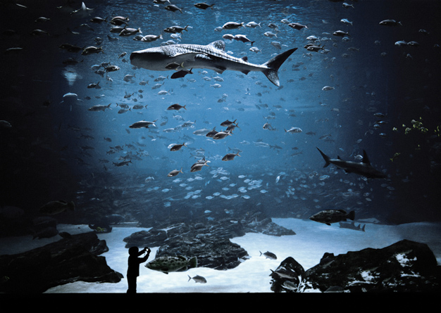 Tips for taking stunning aquarium pictures