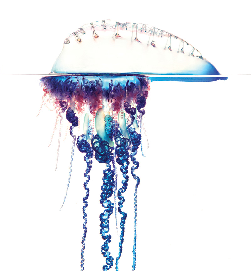 You Can Do It: Turn Your Aquarium into a Fish Photo Studio